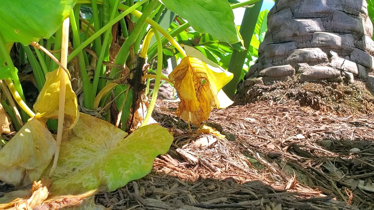 Coco cay lizards YouTube