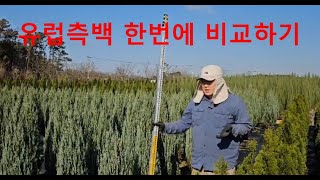 유럽측백 동시비교영상(그린,엔젤,문그로우,애로우.스카이)