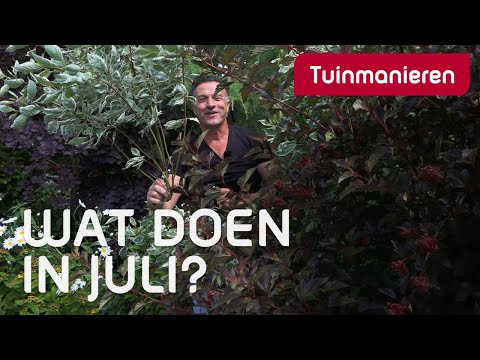 Video: Wat Te Planten Na Knoflook In Juli En Wat Niet