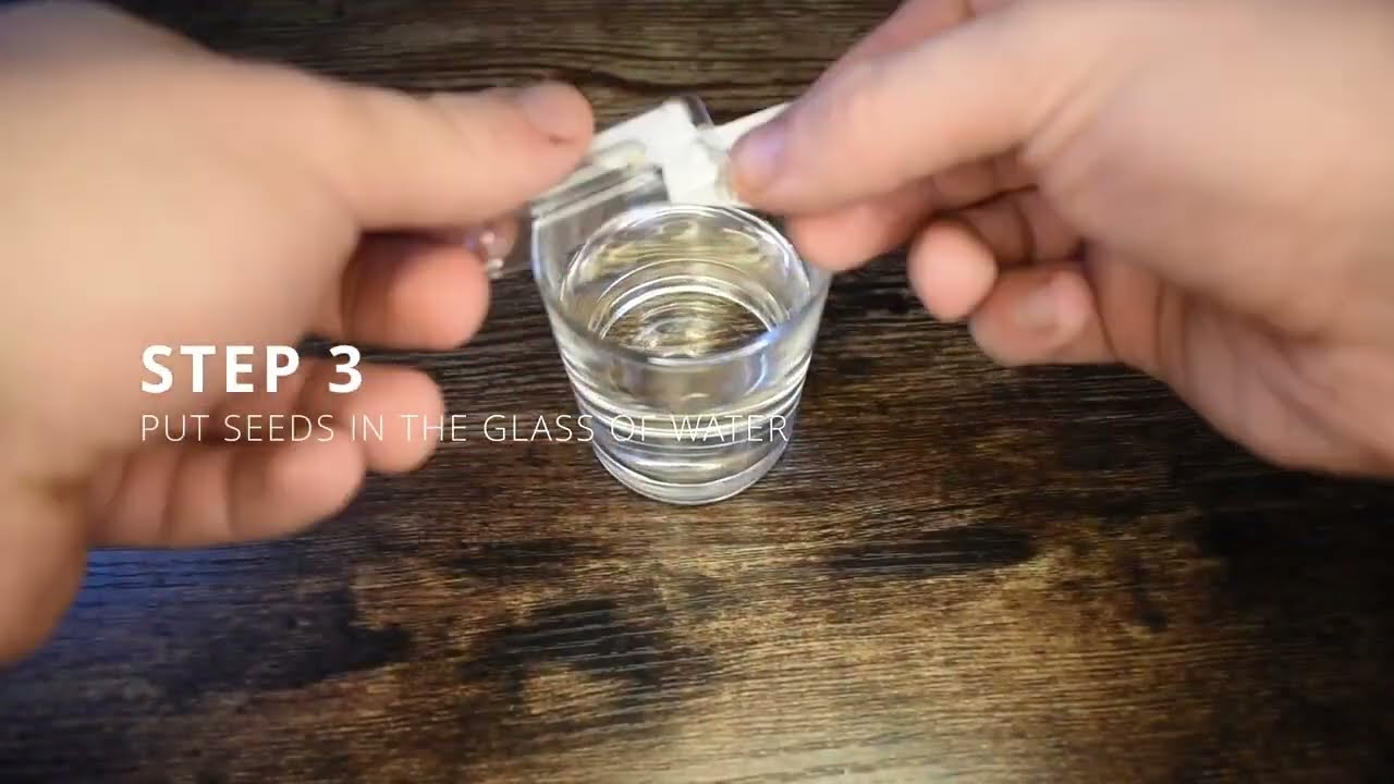 HOW TO GERMINATE SEEDS (By Eyegrow)