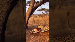 Lion vs Hyenas! Leopard Steals the Kill While They Fight! #wildlife #lion #hyena #leopard #fight
