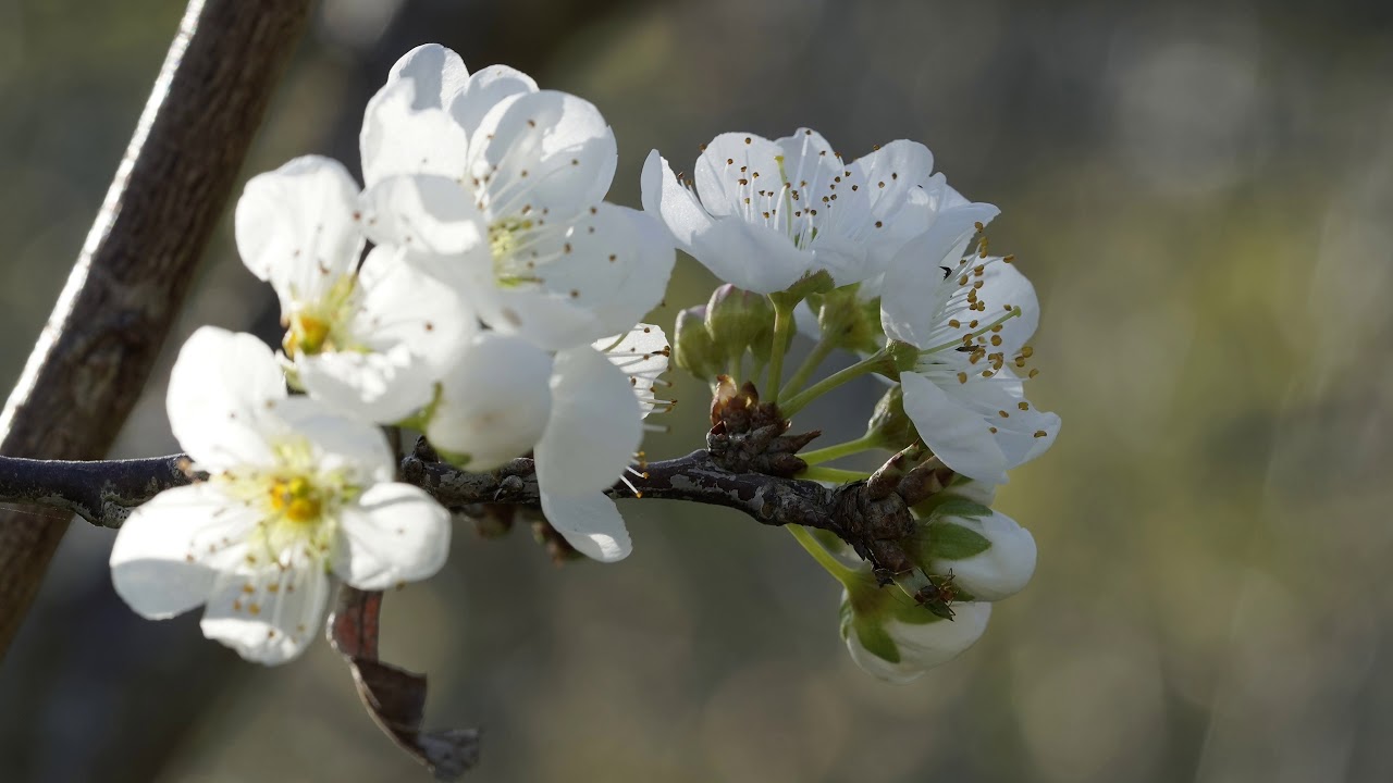 Prune blossoms at Fonquaydou, Jan 16 2020 風櫃斗賞梅花 - YouTube