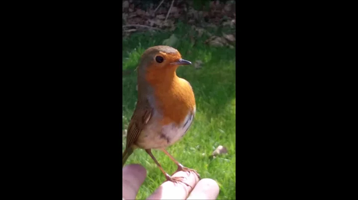 A Grieving Mother at Son's Grave is Visited by Red...