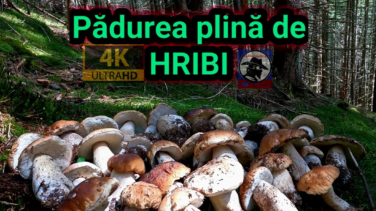 Pădurea asta este plină de HRIBI 🍄🍄🍄! Boletus EDULIS! Munții Apuseni 🌲🌲🌲! 