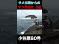サメが出た!と思ったらヤツが釣れた #shorts #クエ釣り #ぶっ込み釣り