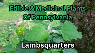 Lambsquarters ~ Edible & Medicinal Plants of Pennsylvania