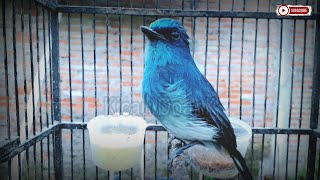 Suara Burung Sitrun Gacor • Si Biru Cantik Sikatan Ninon