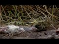 Así es el ataque mortal de la serpiente de cascabel más grande del mundo | National Geographic