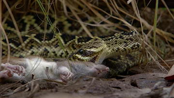 ¿Qué animal lucha contra las serpientes de cascabel?