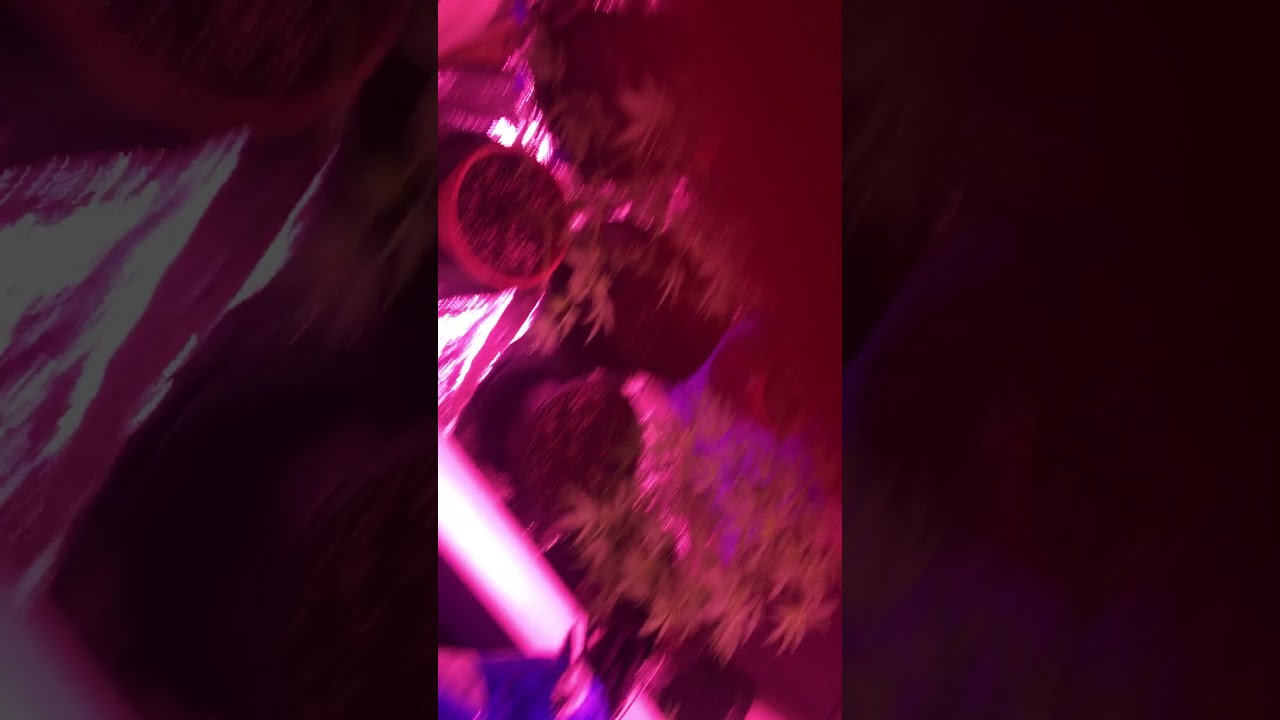 3 week flower (3 month veg )