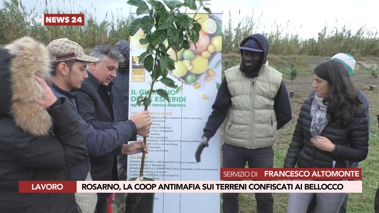 ROSARNO, LA COOP ANTIMAFIA SUI TERRENI CONFISCATI AI BELLOCCO