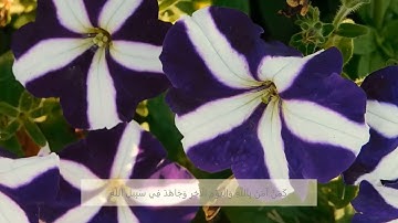 سورة التوبة الآية 19