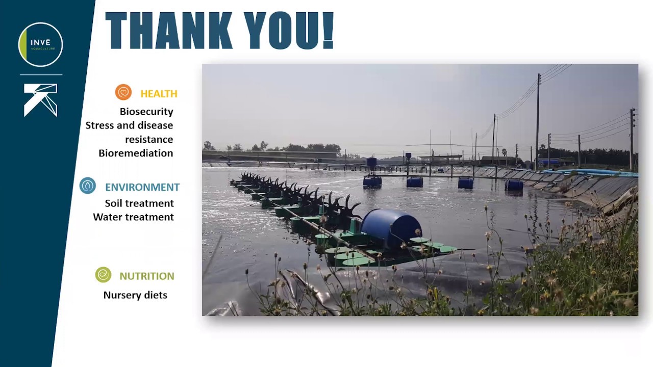 Approach to Shrimp Farming YouTube