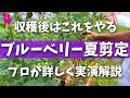 【絶対やって！】ブルーベリー収穫後の夏剪定をプロ農家に教えてもらう(ハイブッシュ系)