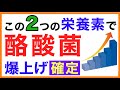 酪酸菌を爆発的に増やす栄養素［酪酸菌を増やす方法］酪酸菌/増やす/腸活