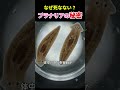 なぜ死なない？プラナリアの秘密