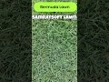 Bermuda Lawn - Samratsoft Lawn Supplier in Mumbai  #samratsoftlawn #lawnindia #lawngrass #landscape
