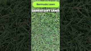 Bermuda Lawn - Samratsoft Lawn Supplier in Mumbai #samratsoftlawn #lawnindia #lawngrass #landscape