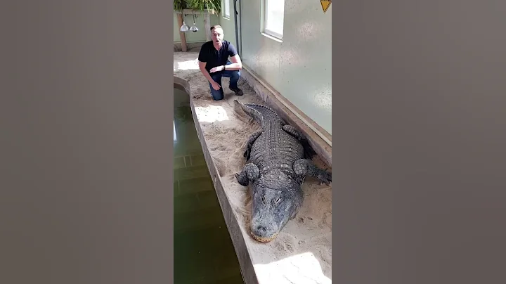 Can I Touch Soni The ALLIGATOR!!!??? #shorts