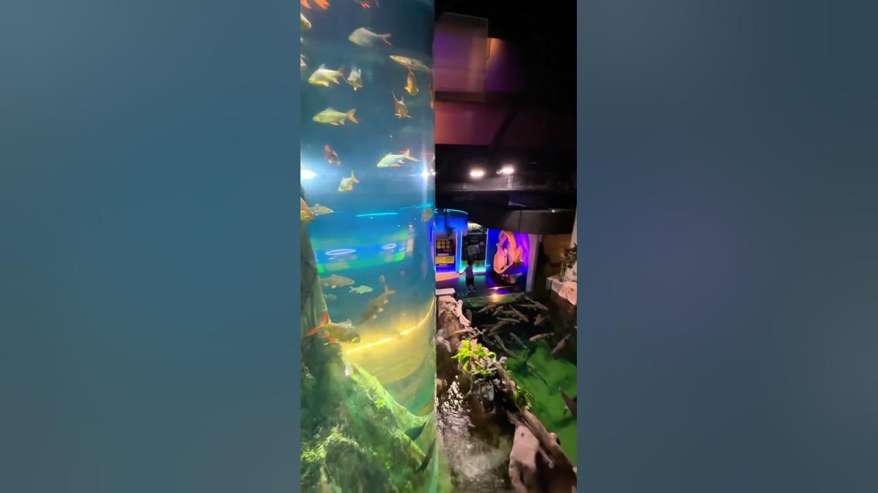 biggest-aquarium-with-the-most-expensive-fish-in-malaysia-aquaria-klcc