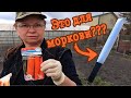 Посев моркови.  БЕЗ ГОРЕЧИ и МОРКОВНОЙ МУХИ.