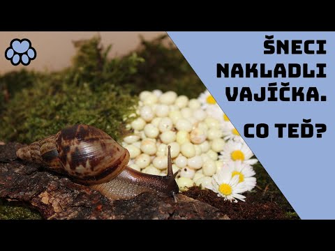 Video: Snesli multituberkulaté vajíčka?