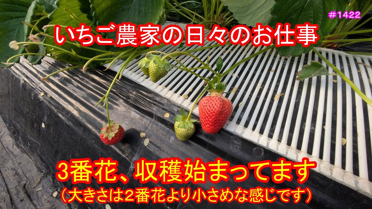 3番花、収穫始まってます（大きさは２番花より小さめな感じです）　いちご農家の日々のお仕事　＃１４２２