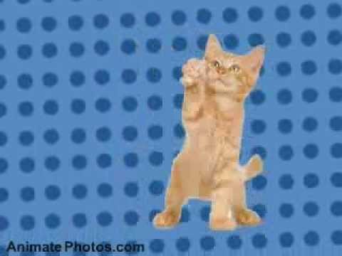 Dancing Cats - Go Kitty Go!