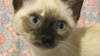(Premier Testing) Mustard Crøw pets very cute kitten 🐱