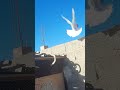 ٢٠ مايو ٢٠٢٤