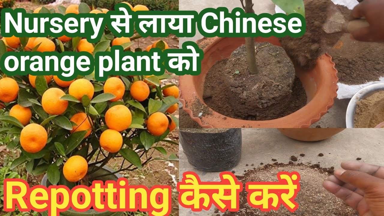 Nursery से लाया Chinese orange plant को कैसे Repotting करें Pot में ...