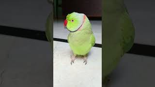 mithu comedy #shorts #funny #parrot #viral