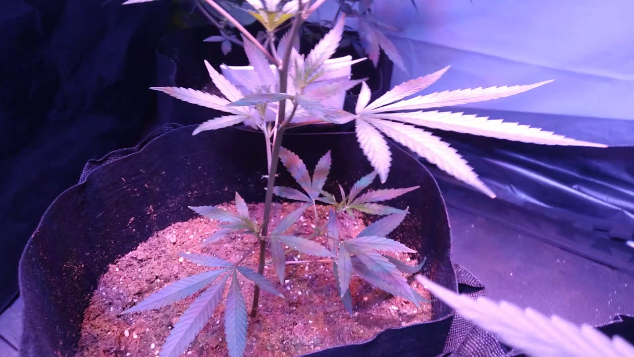 New Mexico home grown marijuana Season 1, Episode 4... (Dakine420)or(SnoopsPremium) Nutes stand off