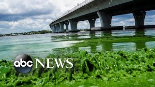 Toxic Algae Bloom Cancels Some Florida July 4th Celebrations