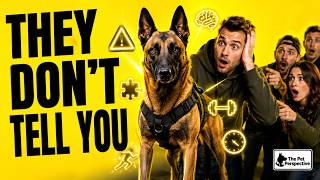 The Malinois Danger No One Admits - Until It Happens