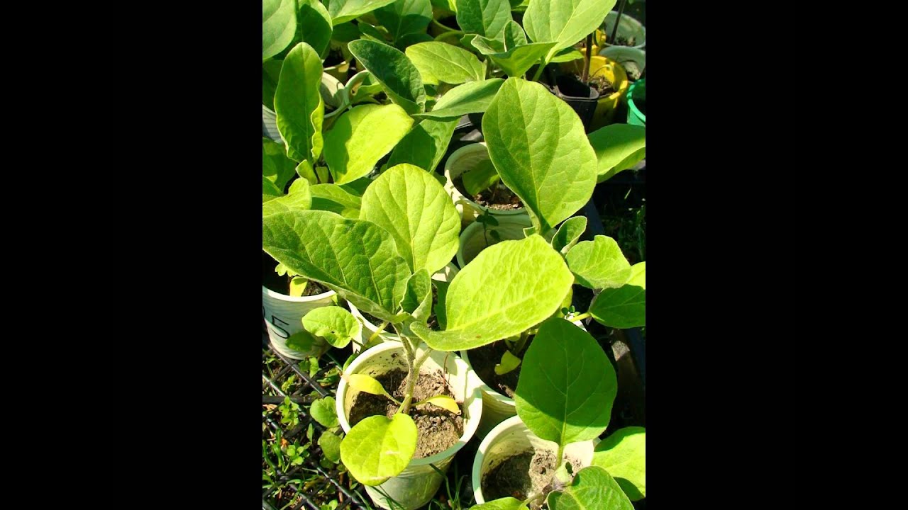 Выращиваем рассаду на заказ! - YouTube