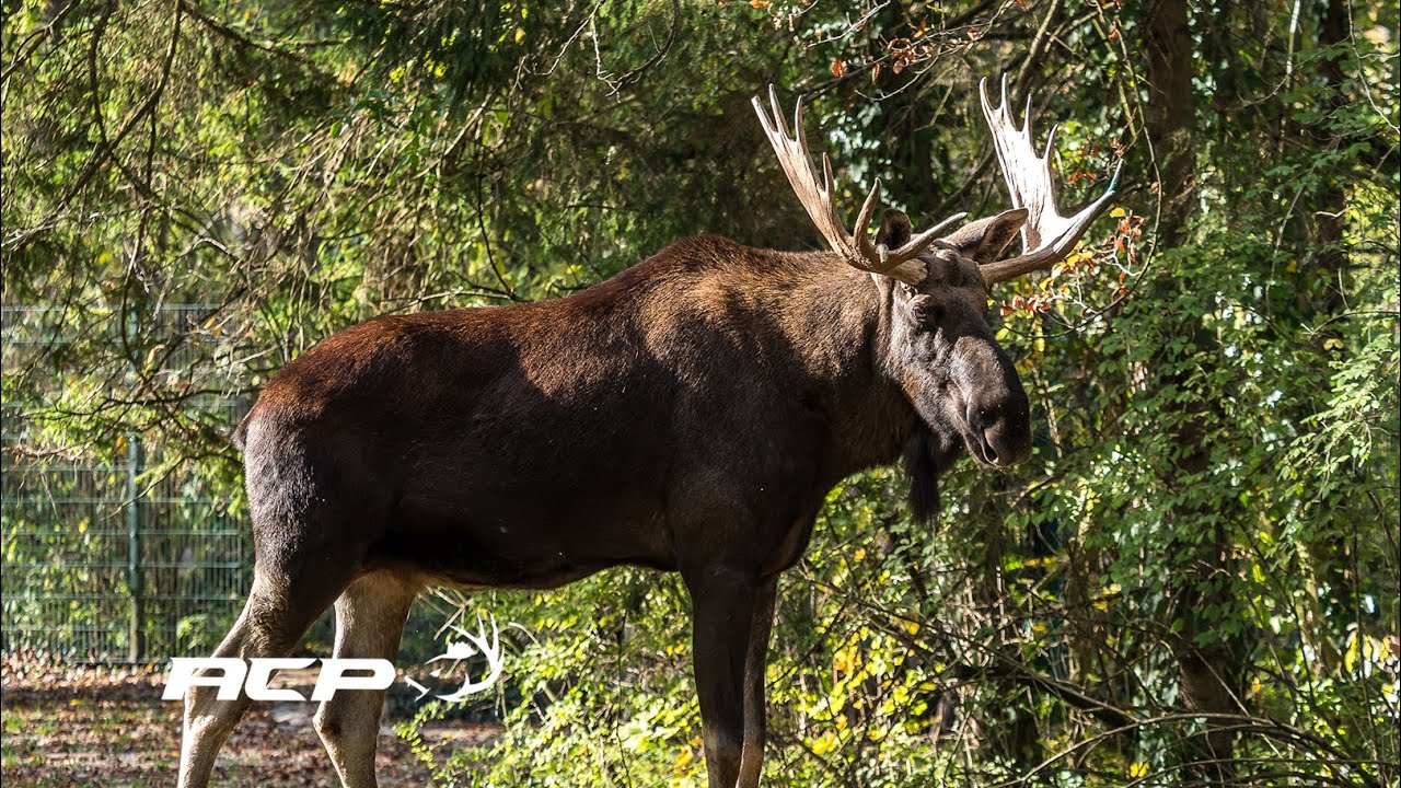 Les indices lors de la recherche d'un orignal atteint