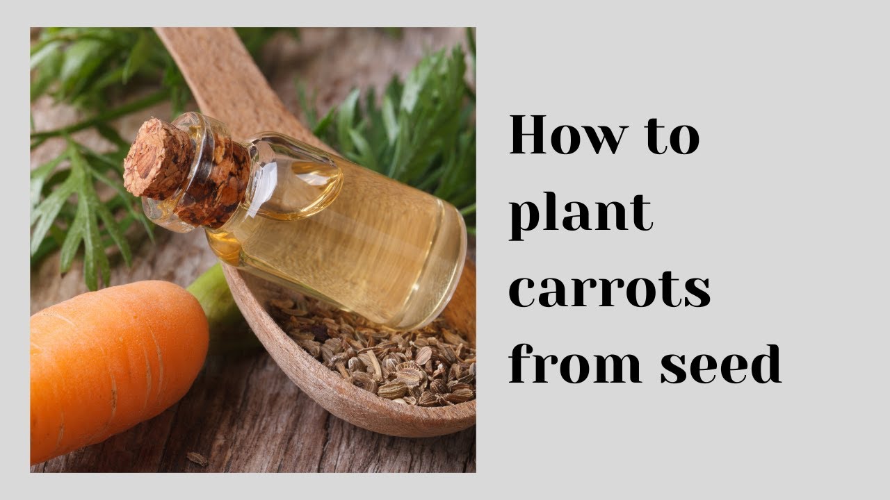 How to plant carrot seeds How to plant carrots seeds How to plant