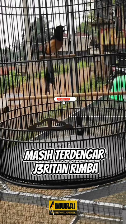Masih terdengar jeritan rimba #masteranmuraibatufullisian #pancinganmuraibatucepatbunyi #muraibatu