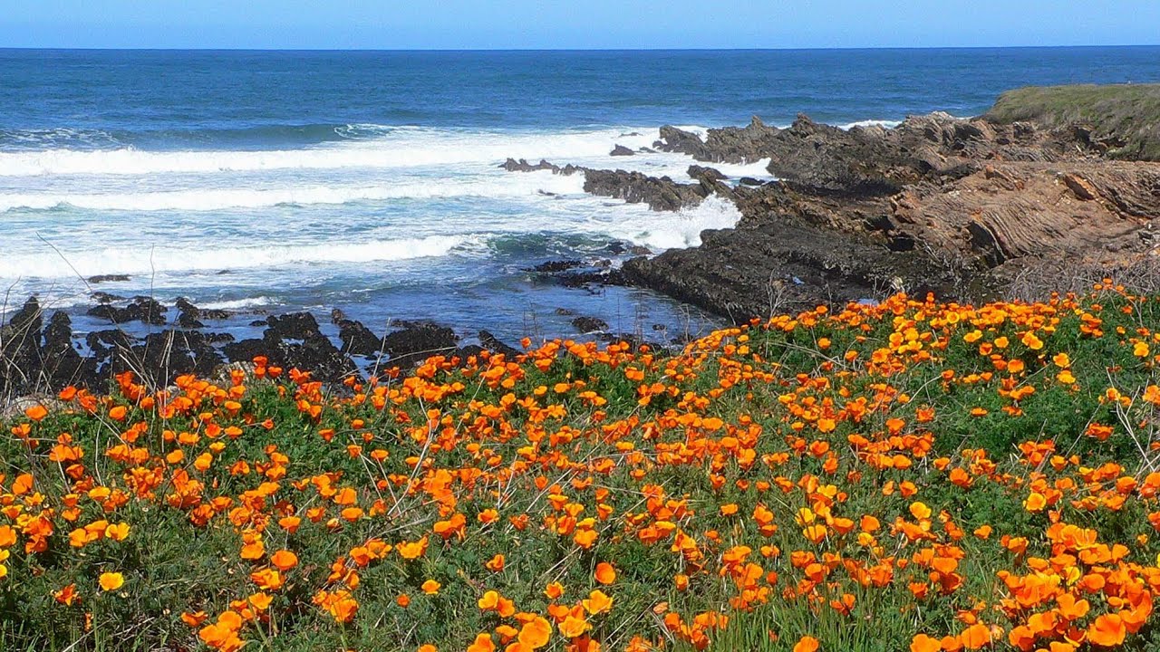 California Is A Dream