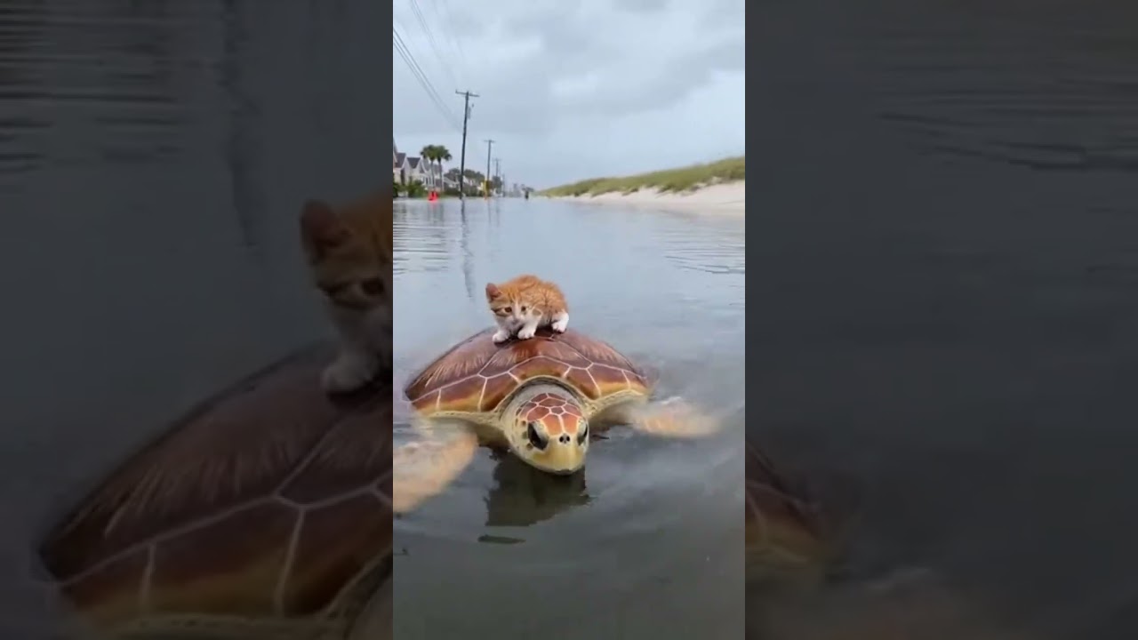Loggerhead Sea Turtle's Unlikely Rescue Mission
