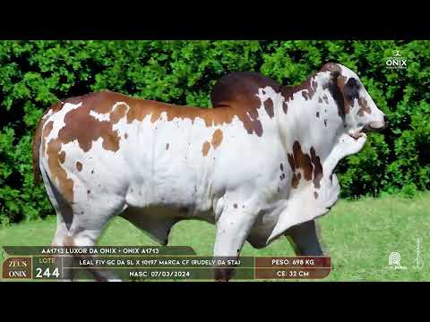 LOTE 244