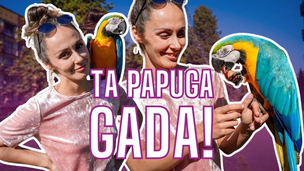 Papuga Poli z Katowic Piotrowic. Ara hodowana w domowych warunkach