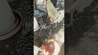 #Feeding #time #home #backyard #chicken #rooster #nature #best #family #god #rural #beautiful #fun