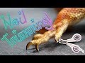 How To Trim Your Bearded Dragon's Nails