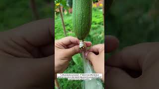 Flawless fruit bagging: The therapeutic luffa pest protection pass! 🥒#gardening #farming #lifehacks