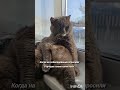 Как вам этот мужчина? 😅#Фединыбудни#юмор#смешно#кот#cat