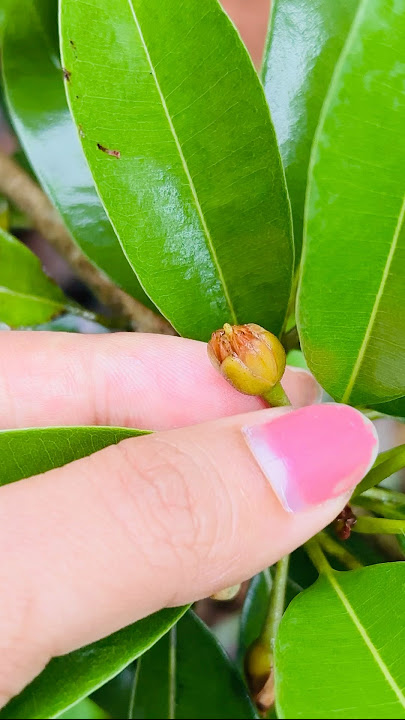 Chikoo fruit in progress! #organicfarming #backyardgardening #chikoo #uniqueshorts #gardening #asmr