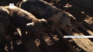 В Каратузском районе планируют уничтожить почти 1200 свиней из-за вспышки африканской чумы.