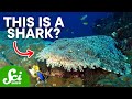 7 of the Most Uniquely Fierce Sharks